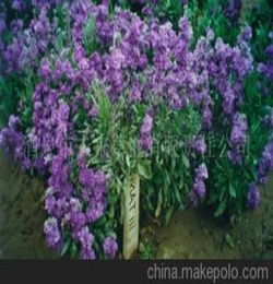 紫罗兰种子 花卉种子种苗