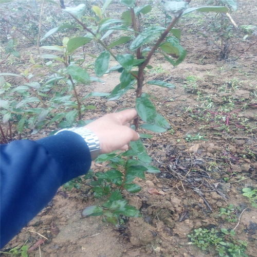 资讯 密云县实生蓝莓苗新品种